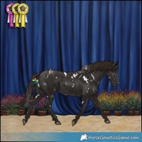 Horse Color:White Spotted Liver Chestnut Rabicano