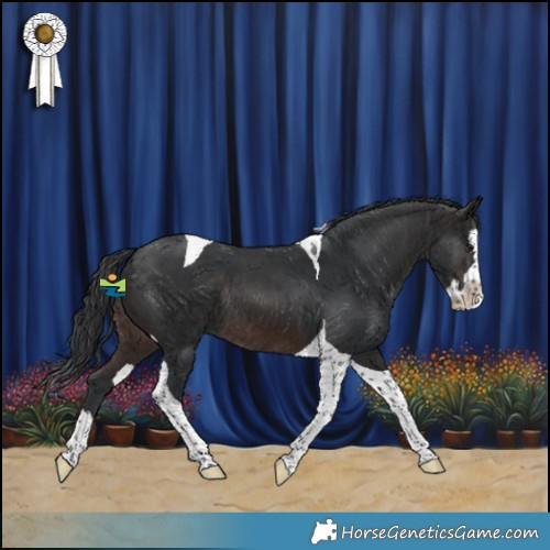 Horse Color:Brown Splash Tobiano Rabicano