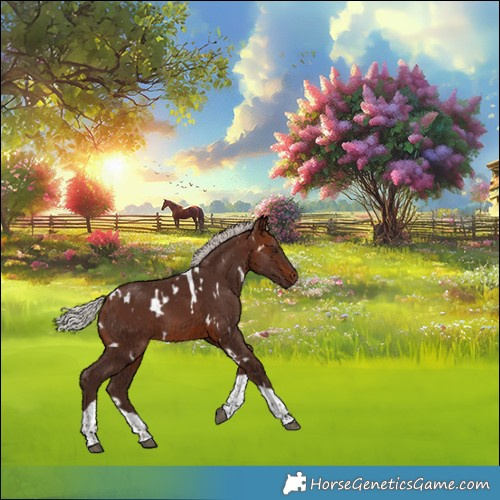Horse Color:White Spotted Silver Brown Tobiano 