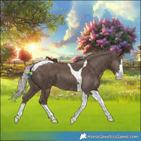 Horse Color:Silver Black Splash Tobiano Rabicano 