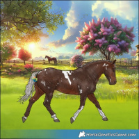Horse Color:White Spotted Silver Brown Tobiano Rabicano