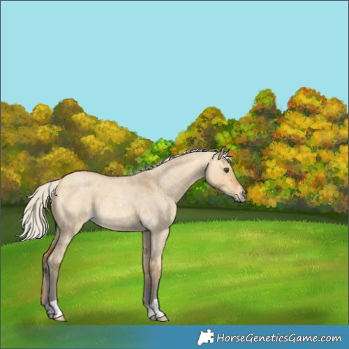 Horse Color:Silver Buckskin Roan Dun 