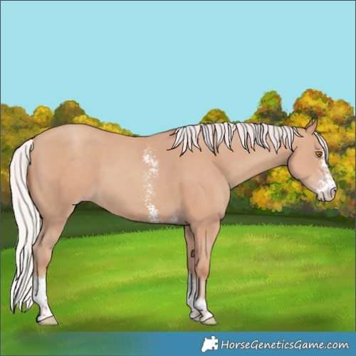 Horse Color:Silver Classic Champagne Sabino Tobiano 