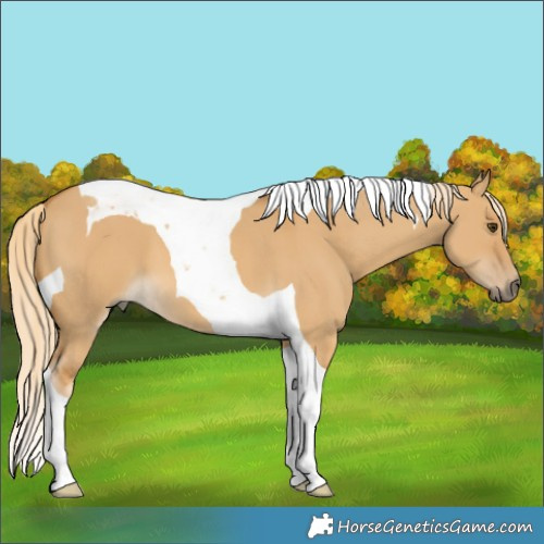 Horse Color:Palomino Dun Tobiano