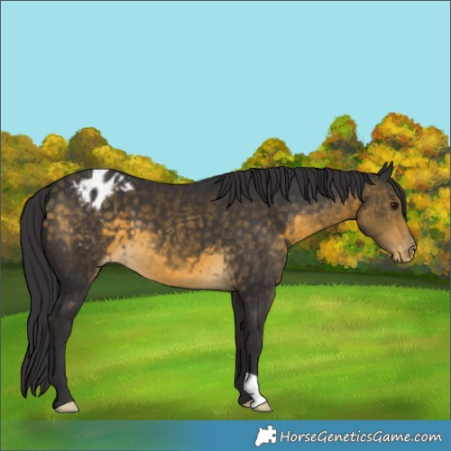 Horse Color:Buckskin Varnish 