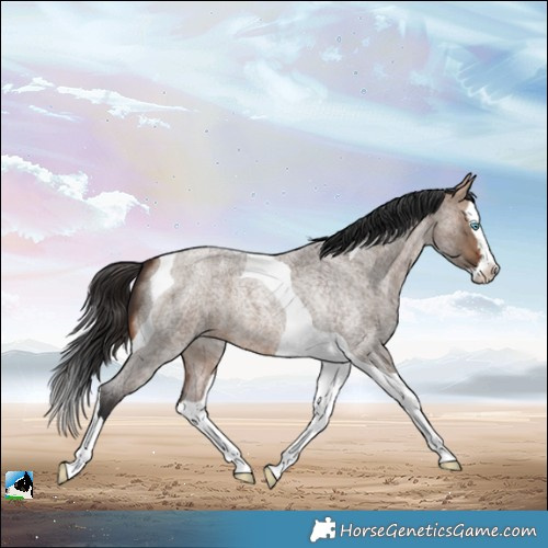 Horse Color:Bay Roan Dun Splash Tobiano 