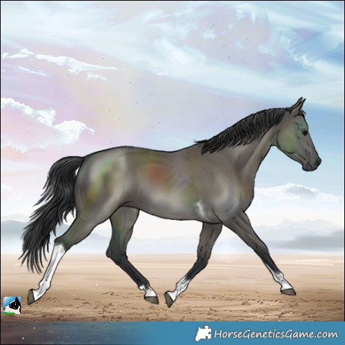 Horse Color:Grullo Tobiano