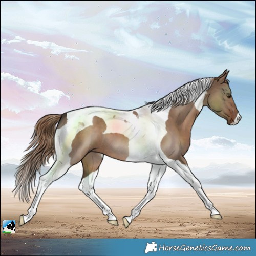 Horse Color:Liver Red Dun Tobiano 