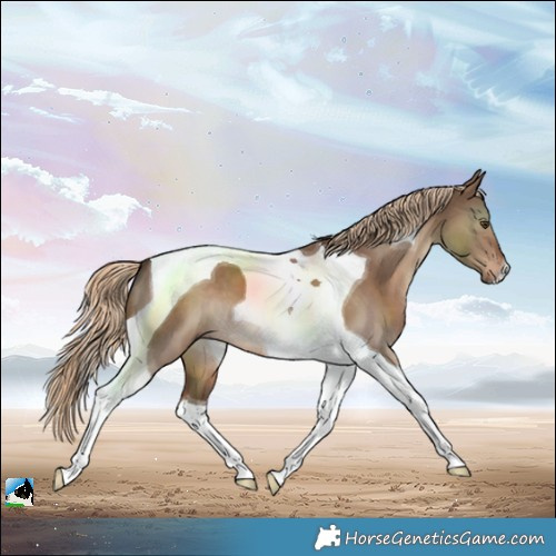 Horse Color:Liver Red Dun Tobiano 
