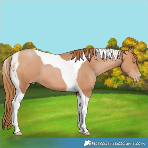 Horse Color:Bay Pearl Tobiano 