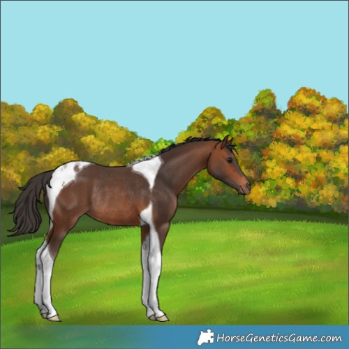 Horse Color:Bay Tobiano Rabicano 