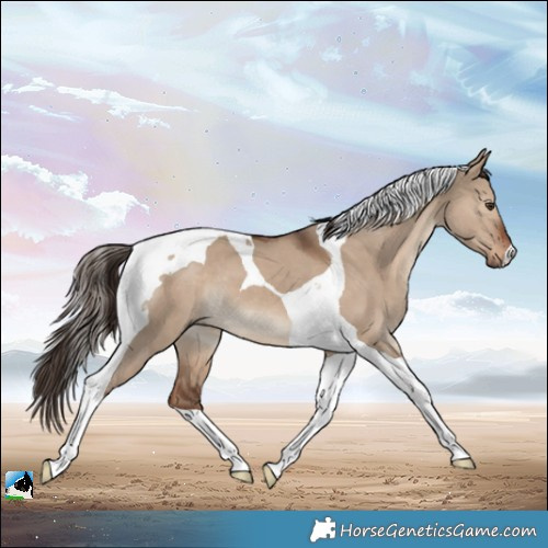 Horse Color:Liver Red Dun Tobiano 