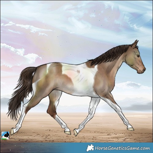Horse Color:Liver Red Dun Tobiano 