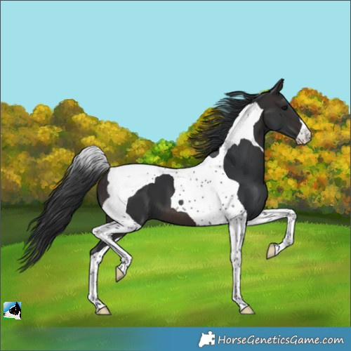 Horse Color:Brown Tobiano 