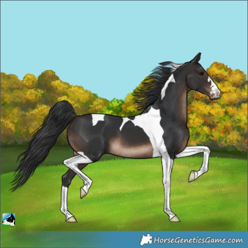 Horse Color:Brown Tobiano