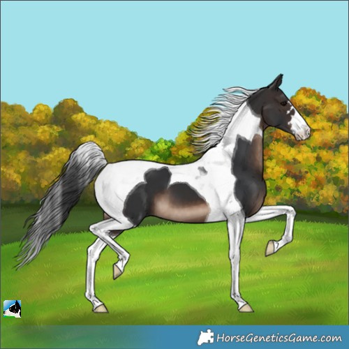 Horse Color:Brown Tobiano 