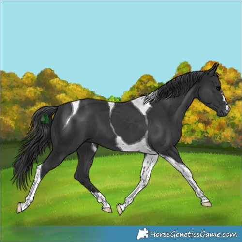 Horse Color:Black Tobiano 