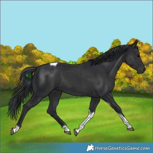 Horse Color:Black Tobiano 