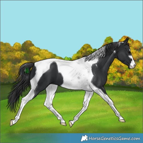 Horse Color:Black Tobiano 
