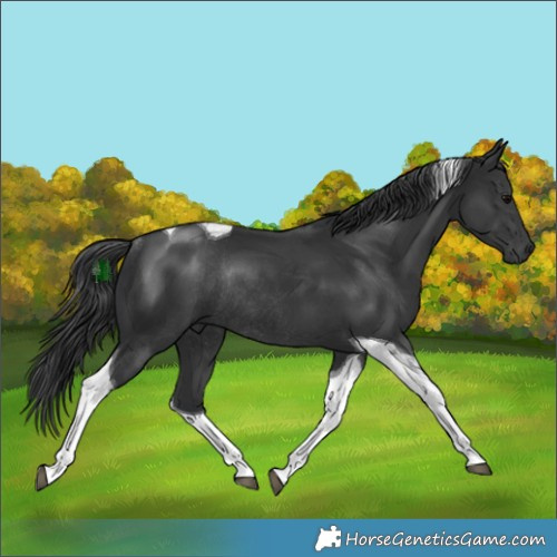 Horse Color:Black Tobiano Rabicano 