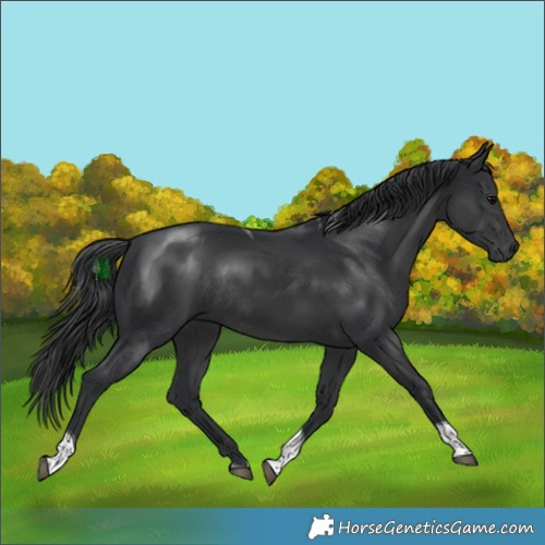 Horse Color:Black Tobiano Rabicano 