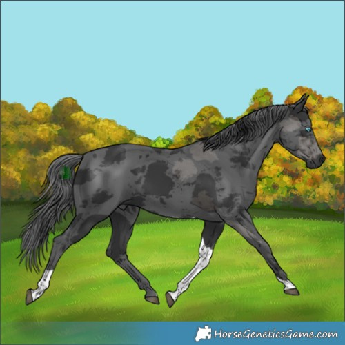 Horse Color:Black Merle Tobiano Rabicano 