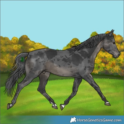 Horse Color:Black Merle Rabicano 