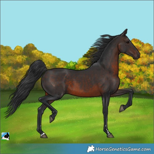 Horse Color:Brown Rabicano 