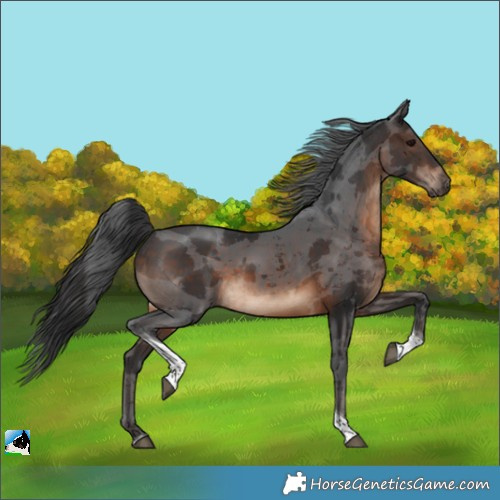 Horse Color:Brown Merle Tobiano Rabicano 