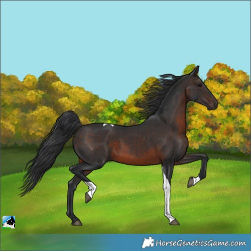Horse Color:Brown Tobiano Rabicano 