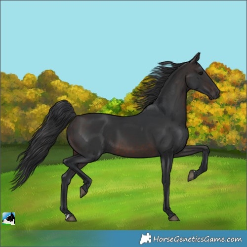 Horse Color:Brown Rabicano 