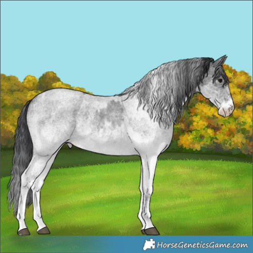 Horse Color:White Spotted Blue Roan Rabicano  and White Spotted Blue Roan Rabicano 