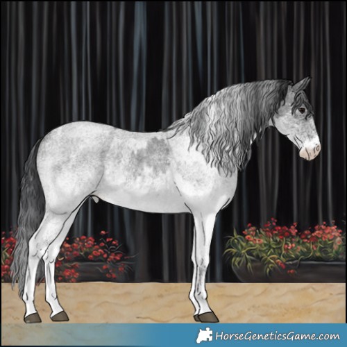 Horse Color:White Spotted Blue Roan Rabicano  and White Spotted Blue Roan Rabicano 