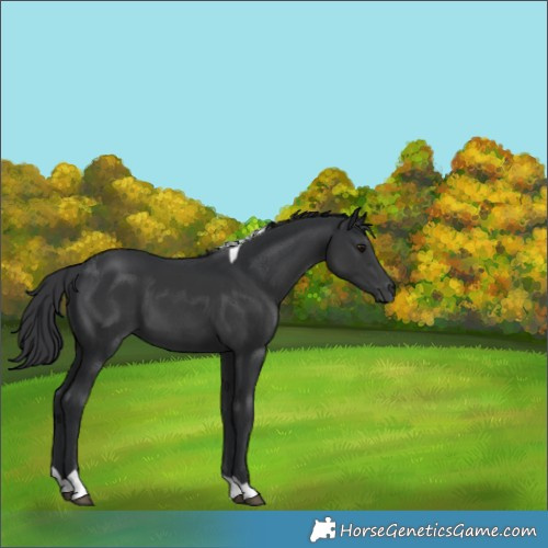 Horse Color:Black Tobiano Rabicano 