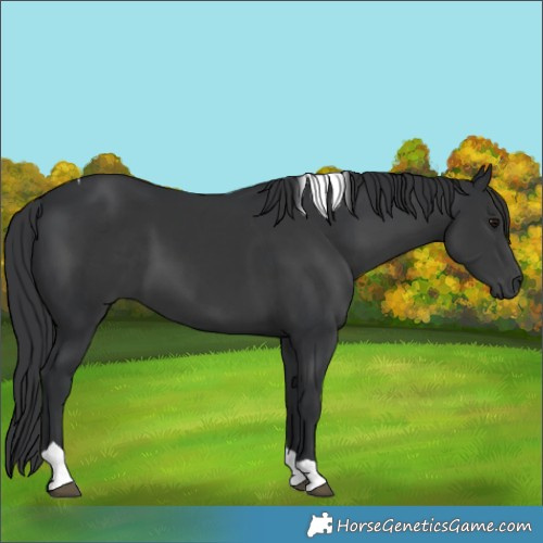 Horse Color:Black Tobiano Rabicano