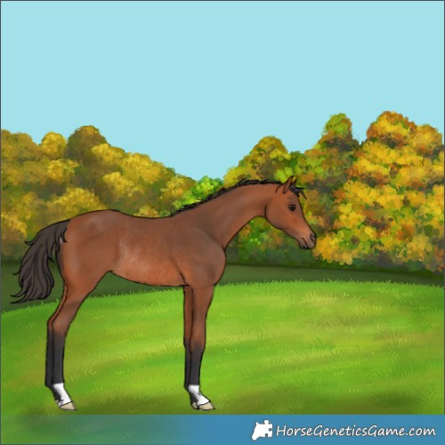 Horse Color:Bay Rabicano