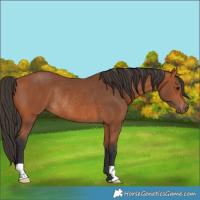 Horse Color:Bay Rabicano