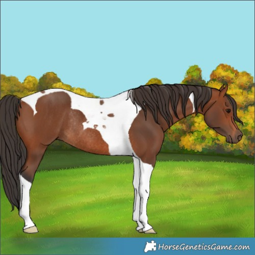 Horse Color:Bay Tobiano Rabicano