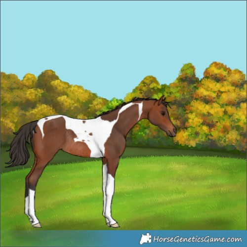 Horse Color:Bay Tobiano Rabicano 