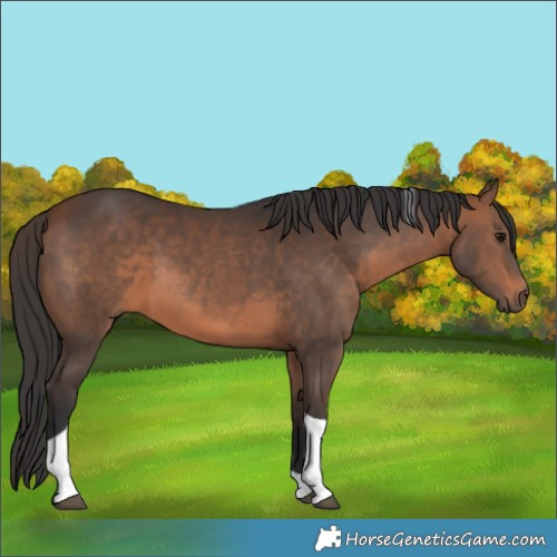 Horse Color:Brown Tobiano 