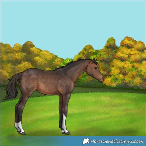 Horse Color:Brown Tobiano