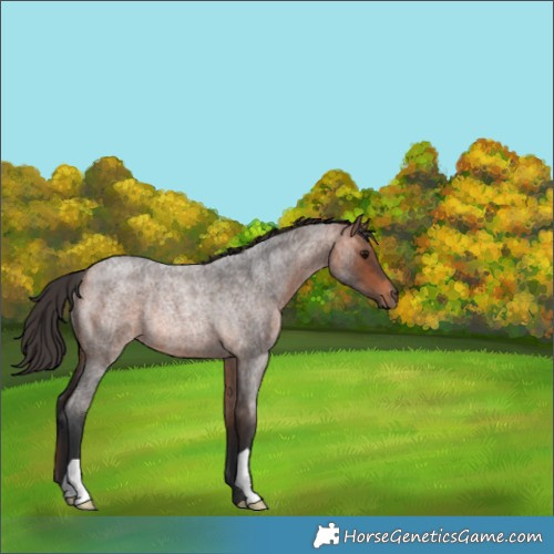 Horse Color:Bay Roan Rabicano