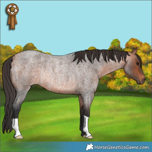 Horse Color:Bay Roan Rabicano