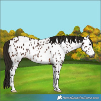 Horse Color:Gray Bay Appaloosa Rabicano 