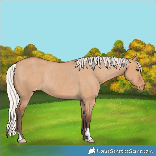 Horse Color:Silver Bay Dun Appaloosa Rabicano 