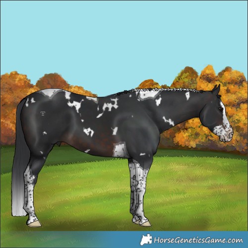 Horse Color:White Spotted Brown Splash Tobiano