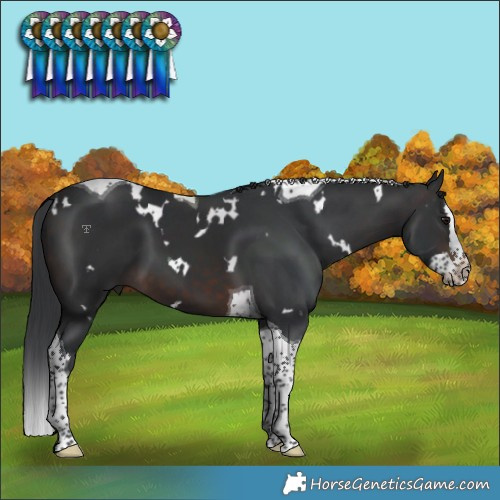 Horse Color:White Spotted Brown Splash Tobiano