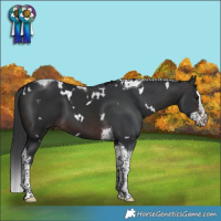 Horse Color:White Spotted Brown Splash Tobiano