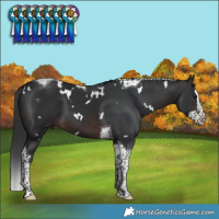 Horse Color:White Spotted Brown Splash Tobiano