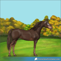 Horse Color:Gray Chestnut
